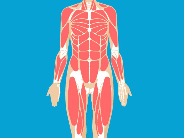 muscular system drawing for kids