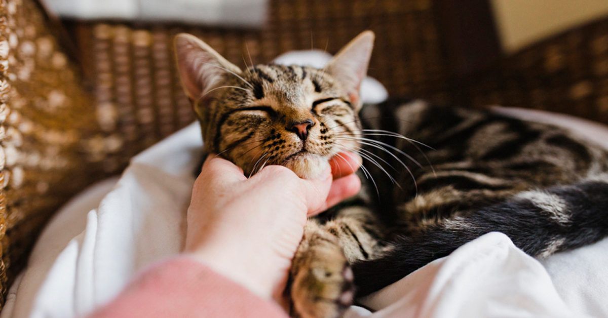 Angry-Looking Cat In Viral Facebook Photo Is 'SWEETEST BOY