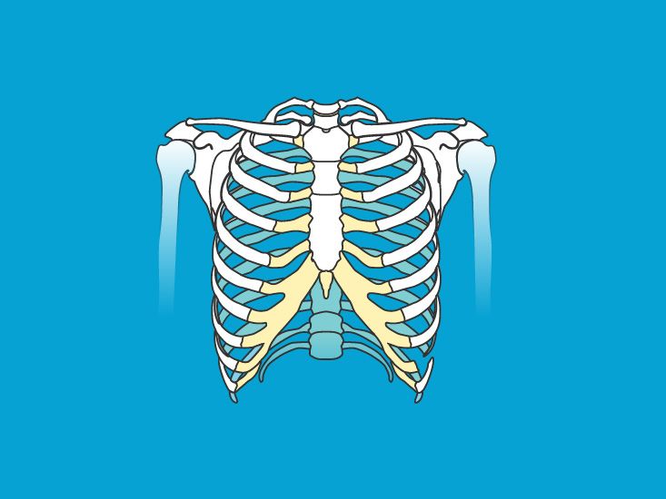 A woman's chest anatomy. : r/interestingasfuck