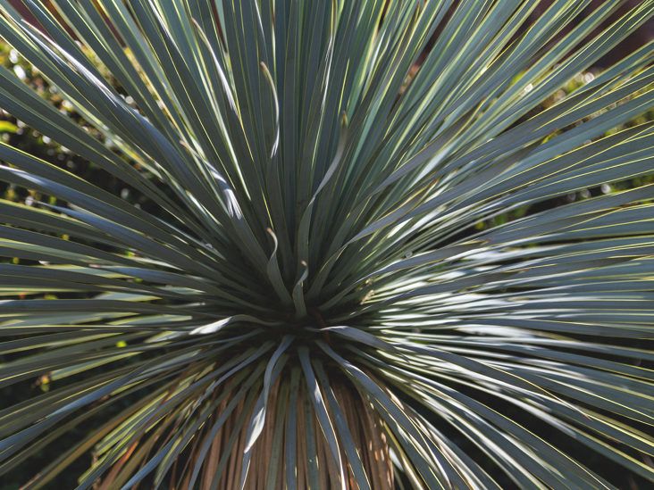 The Health Benefits Of Yucca