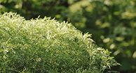 What Is Sweet Annie and What Are the Benefits?