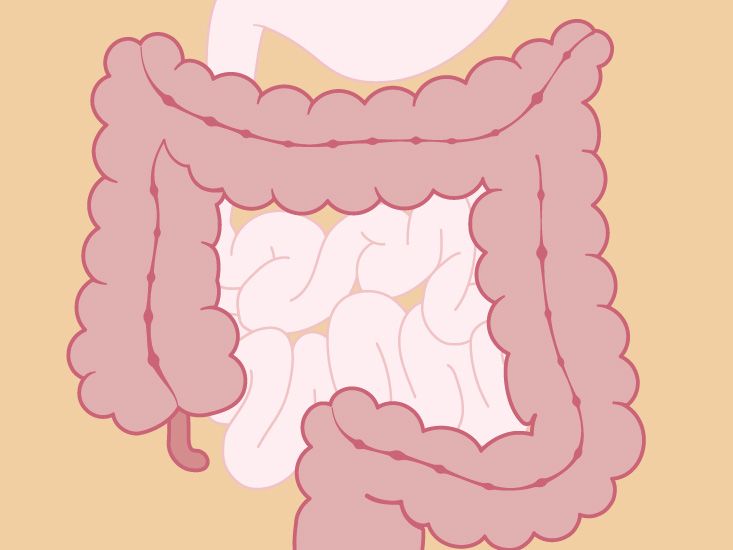 cartoon small intestine only