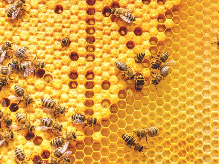 Can You Eat Honeycomb? Benefits, Uses, and Dangers