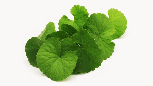 Gotu Kola Leaf