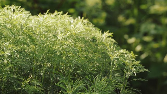Sweet wormwood (Artemisia annua) Flower, Leaf, Care, Uses