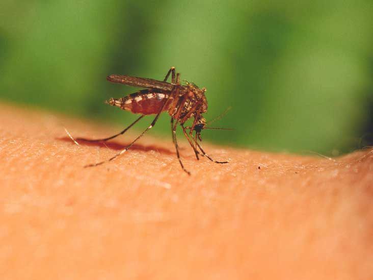 How to get rid of mosquitoes in your garden and yard – Chicago Tribune