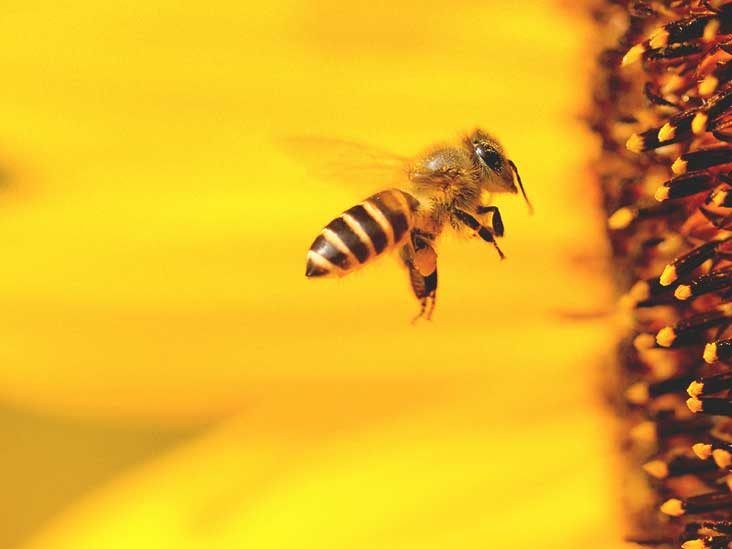 Natural Bee Pollen, Organic Bee Pollen, Multiflower Bee Pollen