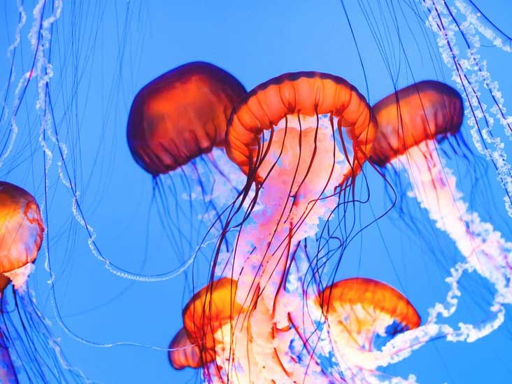 Jellyfish Sting Symptoms, Treatments, and More