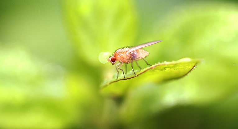 How to Kill Fruit Flies Naturally - No Chemicals and Easy to Do!