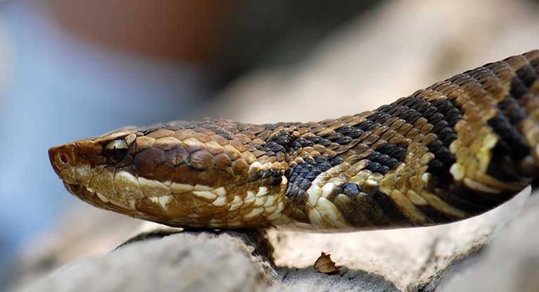 most poisonous snake bites