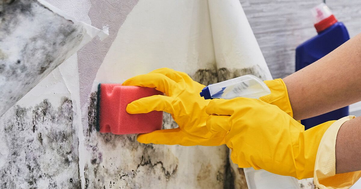 How Much Mold Exposure Is Harmful?