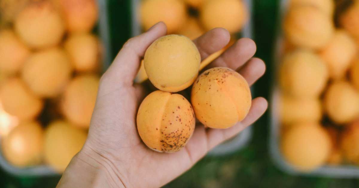 Apricot Kernel Oil is deliciously rich in essential fatty acids