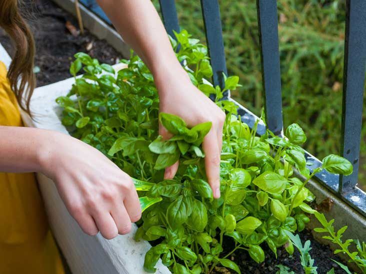 Basil Nutrition Health Benefits Uses and More