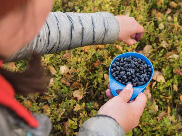 9 Emerging Health Benefits of Bilberries