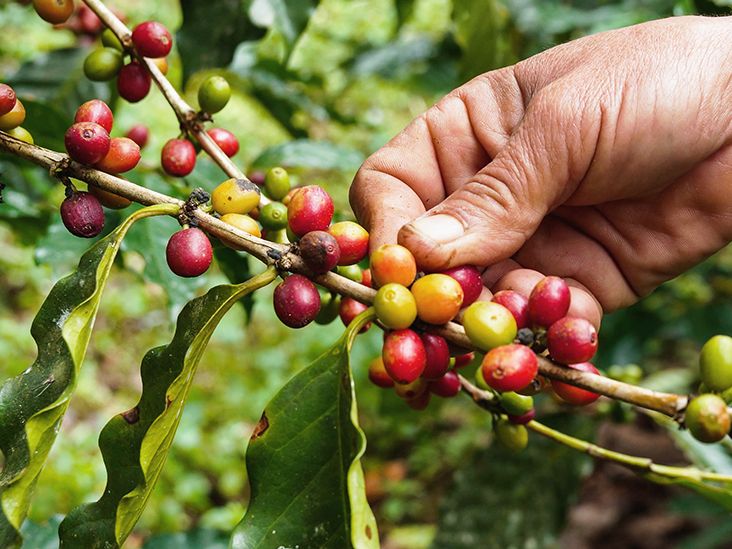 Coffee Fruit Coffee Berry Nutrition and Health Benefits