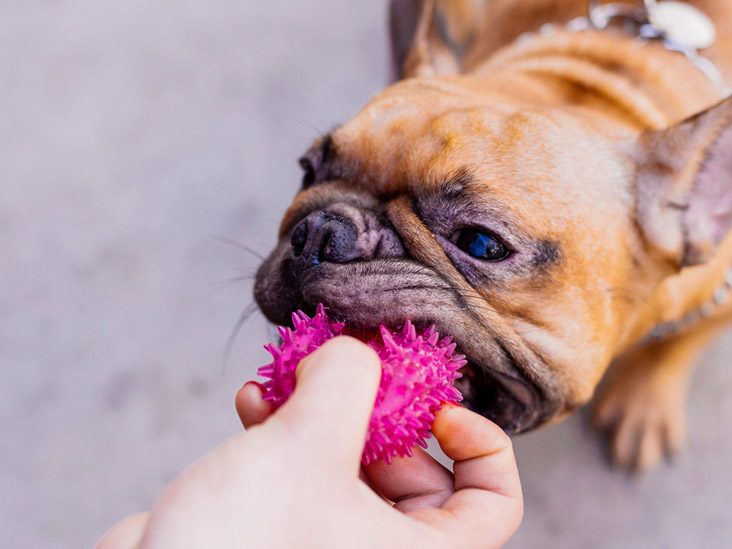Dog Wound Care: How to Clean and Treat Dog Wounds at Home | PetMD