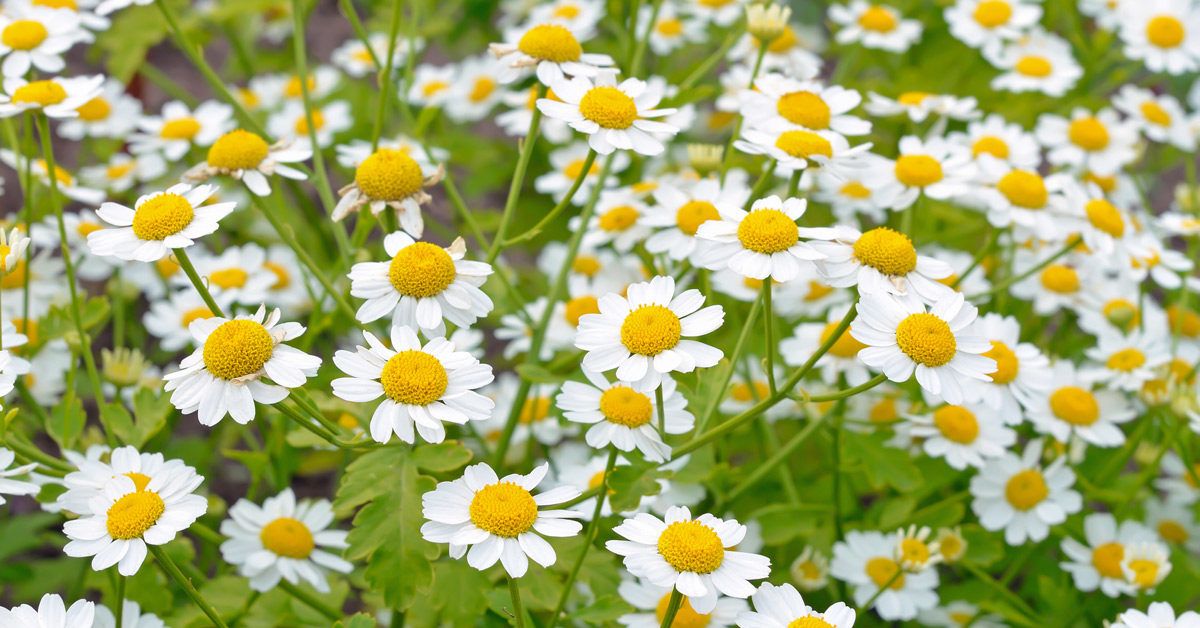 What Is Feverfew? Benefits, Migraine Impact, and More