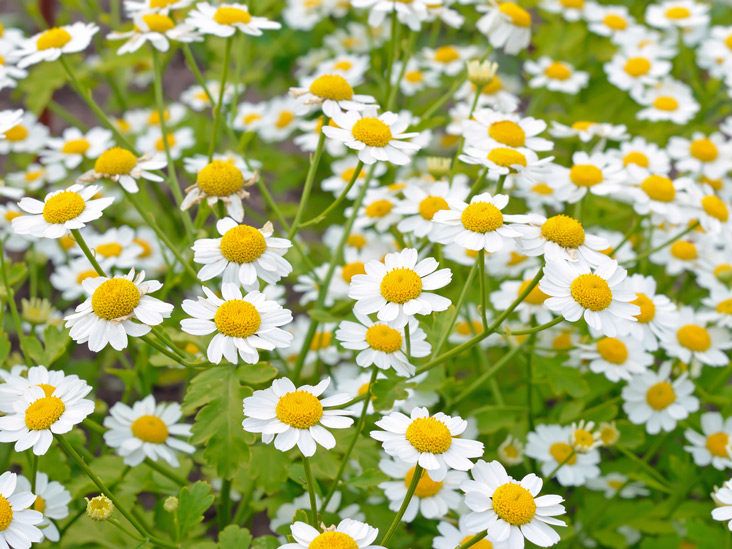 What Is Feverfew, and Does It Work for Migraine Attacks?