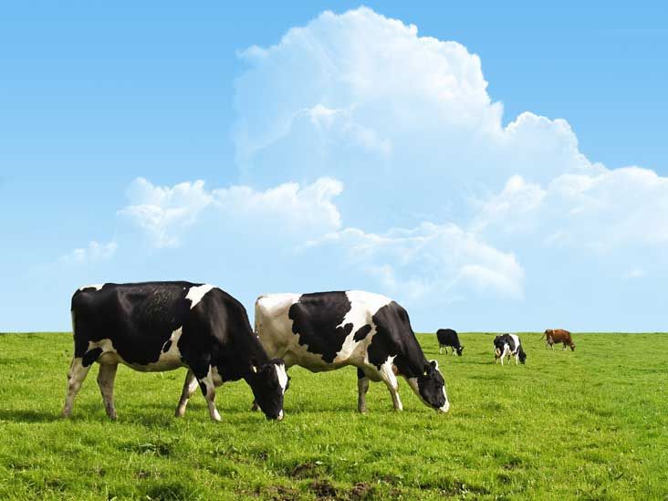6 Reasons Why You Should Choose Grass Fed & Free Range Meats