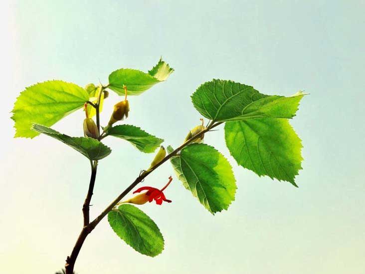 6 Impressive Health Benefits of Gymnema Sylvestre
