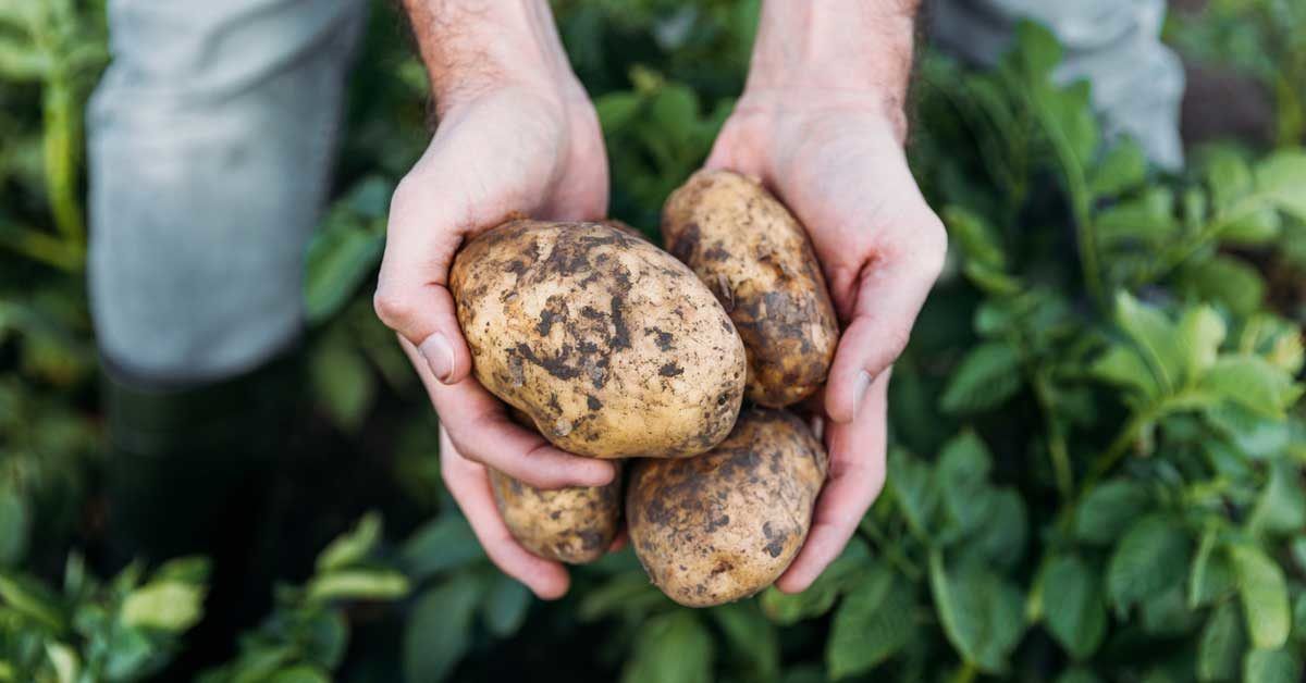 Potato Scrubber - For Small Hands