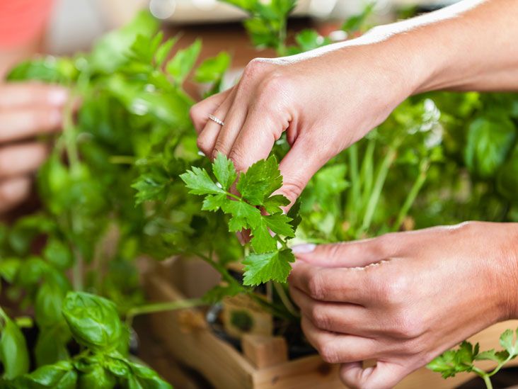 Parsley Nutrition Benefits And Uses 6596