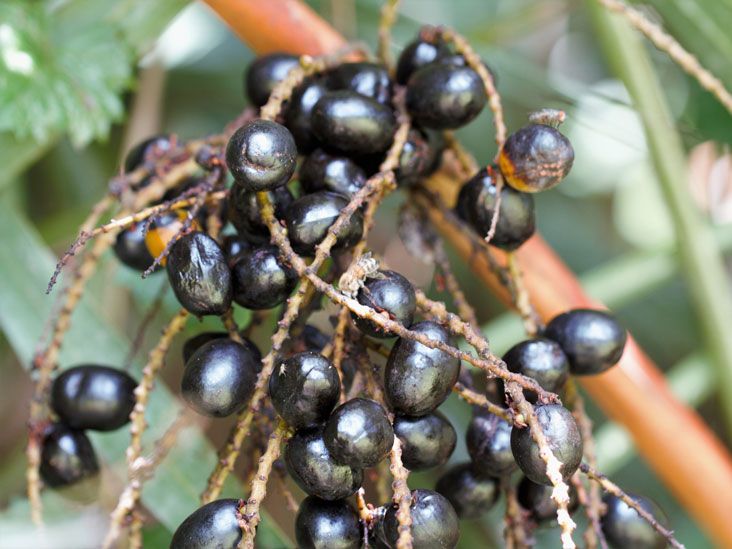 Saw Palmetto Benefits, Side Effects, and Dosage