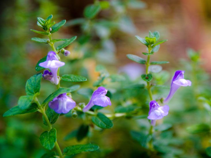 Helmet flower, helmet skullcap or entire-leaved scullcap, Scutellaria