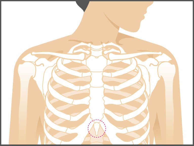 The section of breast in women: 1. Ribs, 2. Large chest muscle, 3.