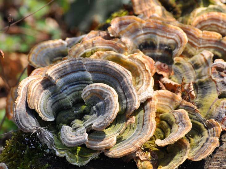 turkey-tail-mushroom-732x549-thumbnail.j