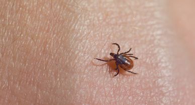 Nearly Half of U.S. Counties Now at Risk of Lyme Disease