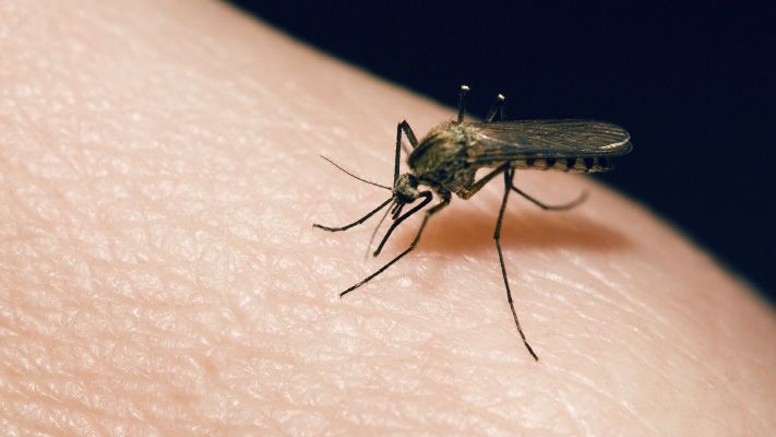 the-dangers-of-mosquitoes-diseases