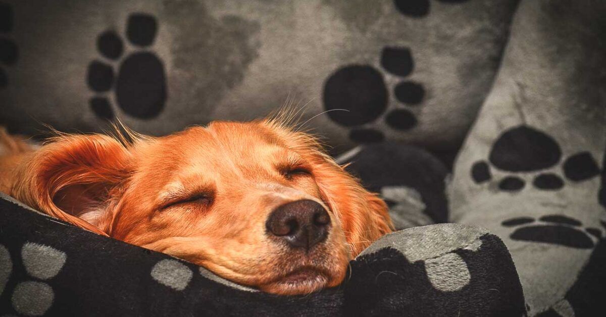 golden retriever puppies sleeping habits