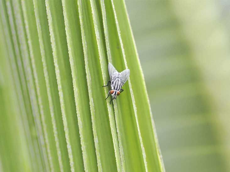 Fly Bites Symptoms and Treatments