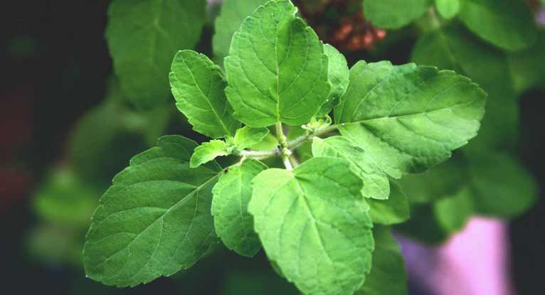 Holy Basil Benefits for Your Brain and Your Body