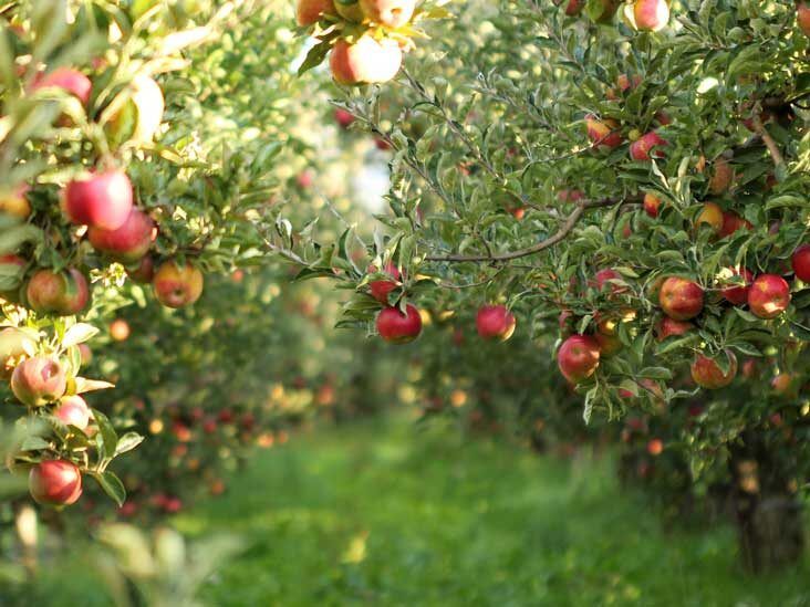 Health Benefits of Red Apples - CalorieBee