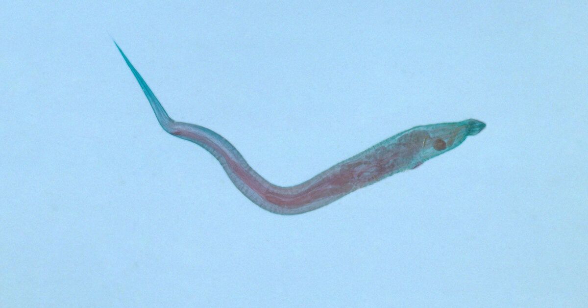 pinworms in poop after treatment