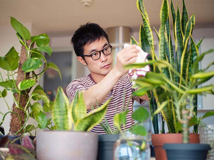 8 Indoor Plants That Absorb Humidity 