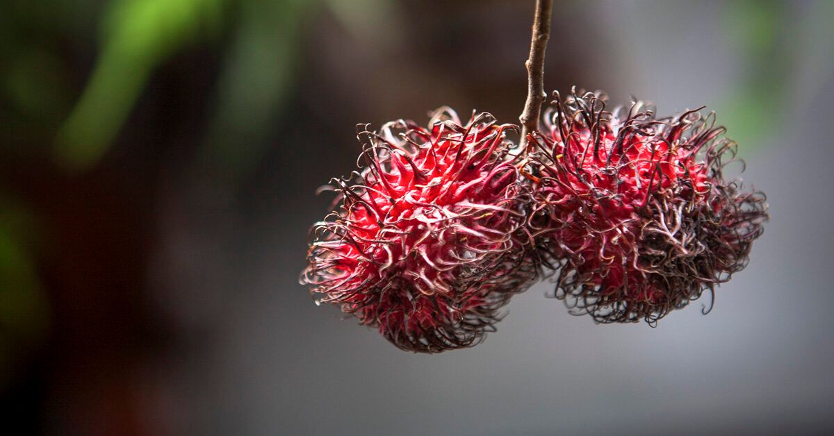 Small Testicles What Are the Causes, Dangers, and Effects?