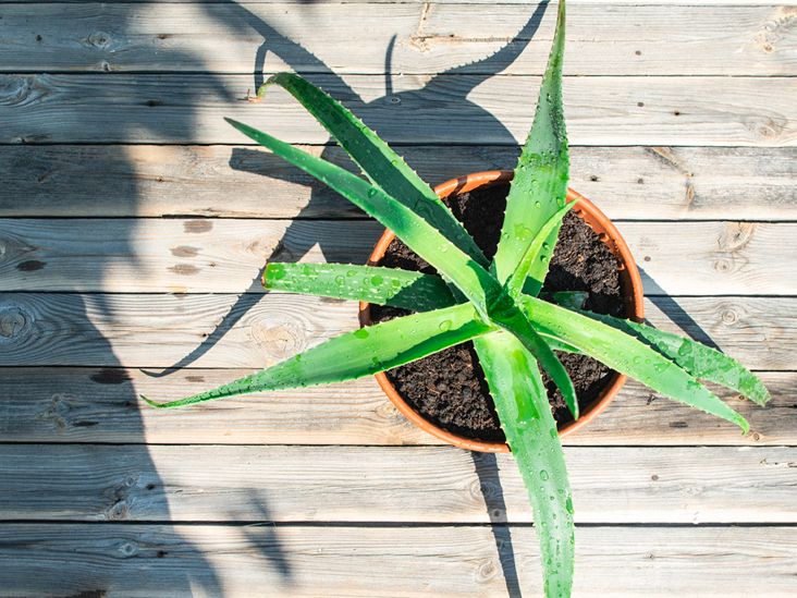 How to Cut an Aloe Plant, Aloe Vera Uses and Benefits