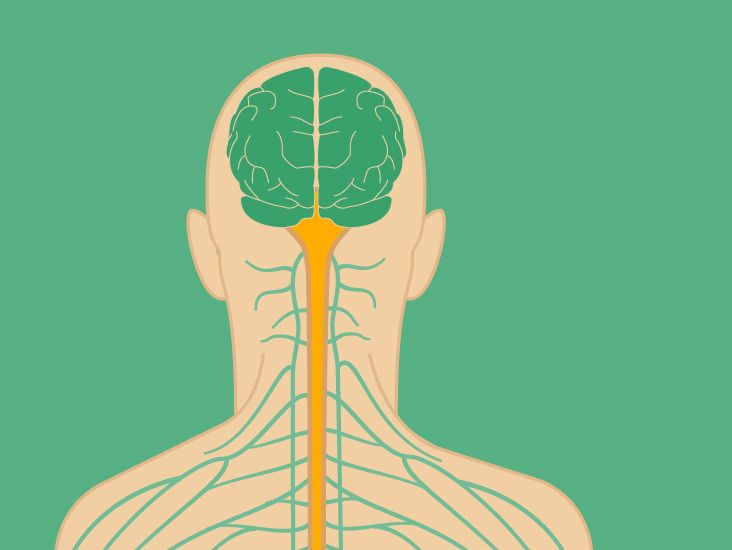 Pictures of the Physiological Changes of MS