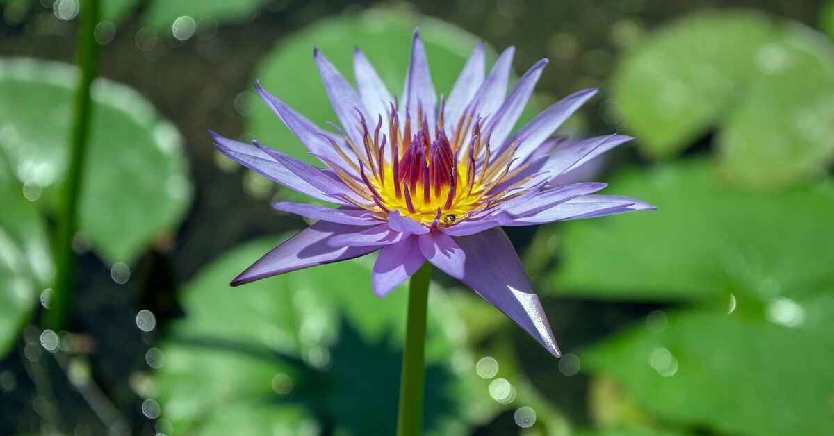 Dried Blue Lotus Flower