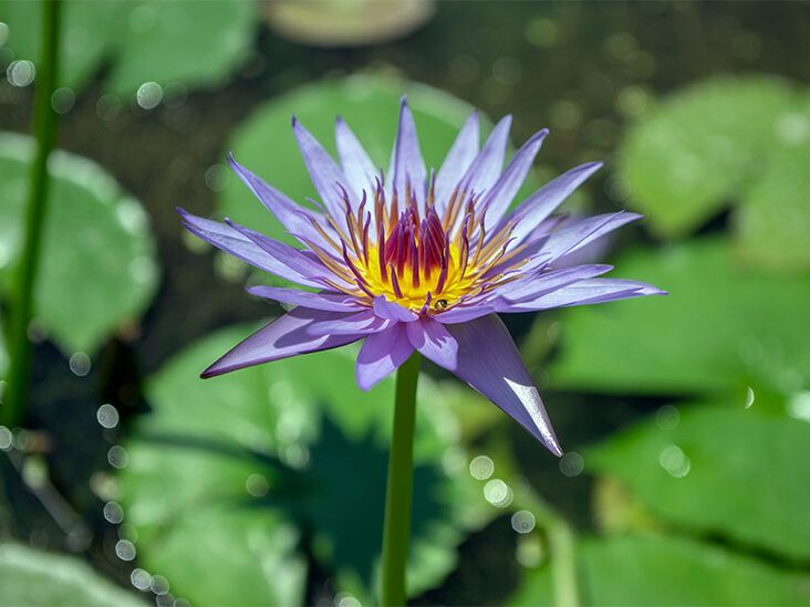 Blue Lotus Flower Uses Benefits And