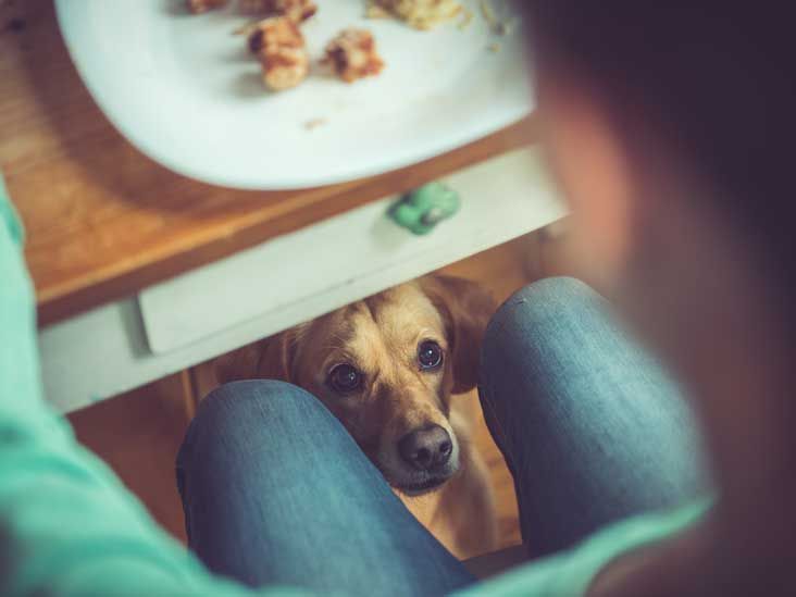 20 Toxic Foods Dogs Should Never Eat