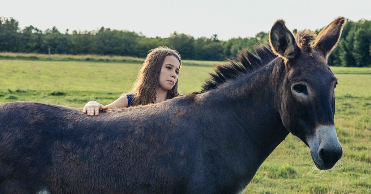 Donkey Milk Benefits, Uses, and Downsides