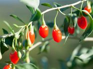 Goji Berries Nutrition Benefits And Side Effects
