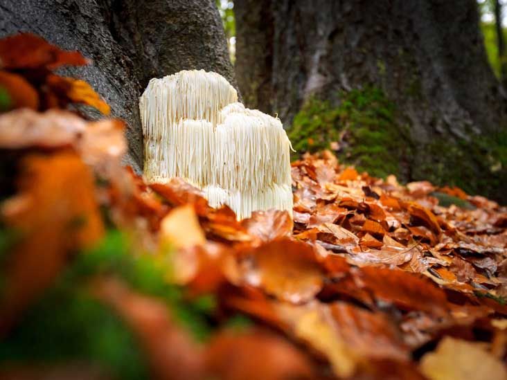 thumbnail image 2 of Meselopon Wild Whole Lion’s Mane Mushrooms – 100g / 3.52oz, Dried, Natural Memory Boost, Brain Health, Alzheimer Support 2 of 5