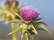 7 Science Based Benefits Of Milk Thistle