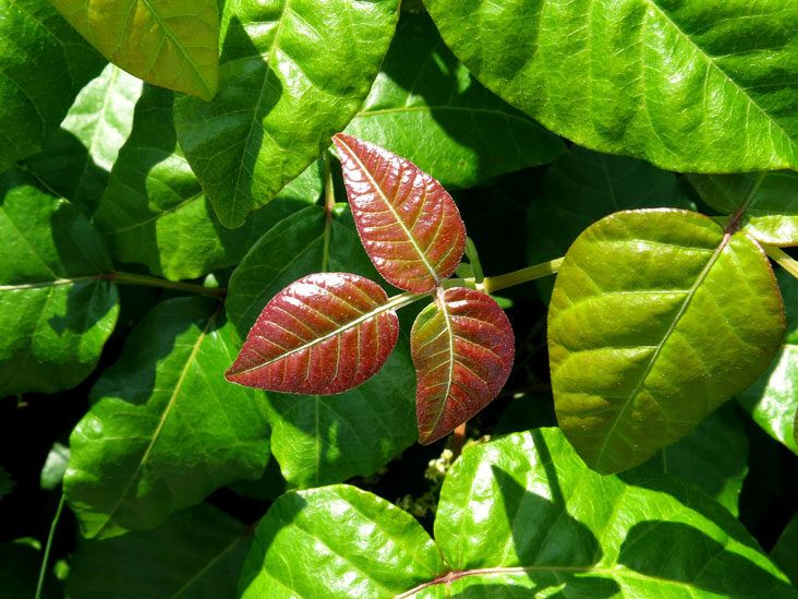 The Best Poison Ivy Remedies: Soaps, Creams, and More