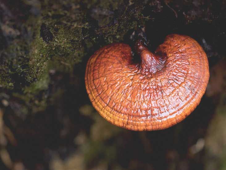 Ganocelium (gl) Powder Para Que Sirve edu.svet.gob.gt